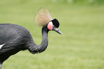 Image showing Black Crowned Crane (Balearica pavonina)