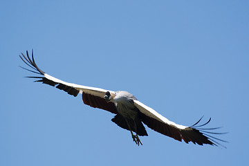 Image showing Black Crowned Crane (Balearica pavonina)