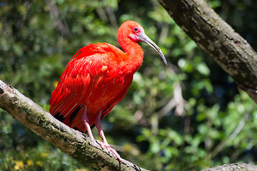 Image showing Scarlet Ibis (Eudocimus ruber)