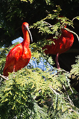 Image showing Scarlet Ibis (Eudocimus ruber)