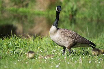 Image showing Grey Goose Biddy