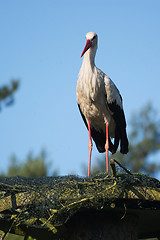 Image showing White stork (Ciconia ciconia)