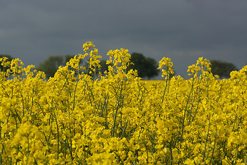 Image showing Rape Flowers in Germany