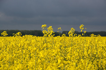 Image showing Rape Flowers in Germany