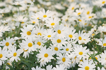 Image showing field of white daisies