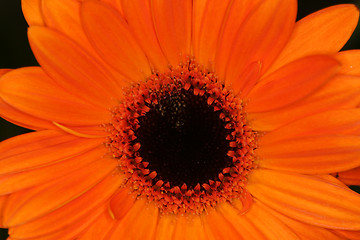 Image showing orange macro gerbera flower