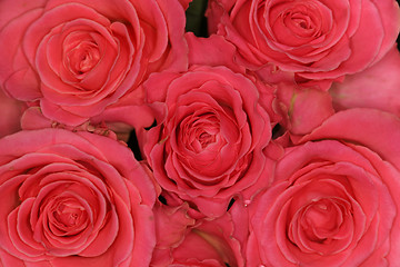 Image showing quintet of roses