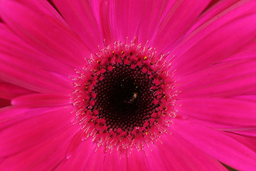 Image showing pink macro gerber