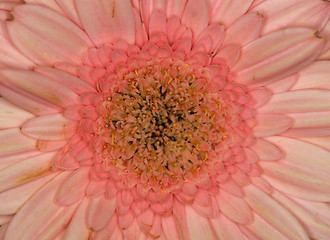 Image showing pink gerbera