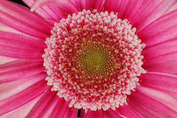 Image showing very pink macro flower