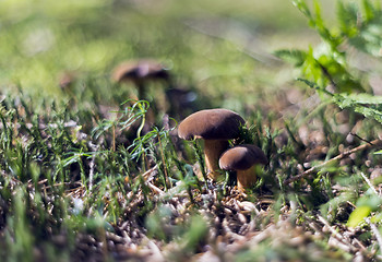 Image showing Mushrooming season