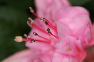 Image showing pink macro flower