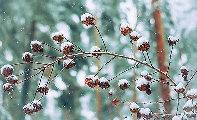 Image showing Cones On A Branch In The Snow