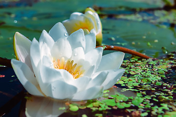 Image showing White Water Lily In a Pond Closeup