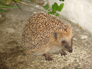 Image showing Porcupine