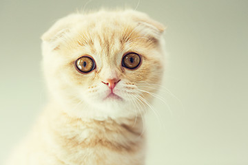 Image showing close up of scottish fold kitten