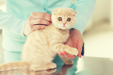 Image showing close up of scottish fold kitten and woman