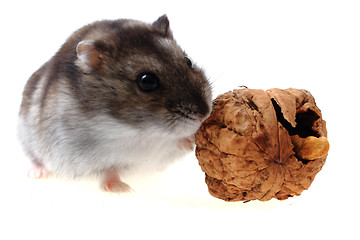 Image showing dzungarian hamster isolated