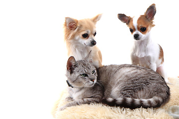 Image showing cat and chihuahuas are resting