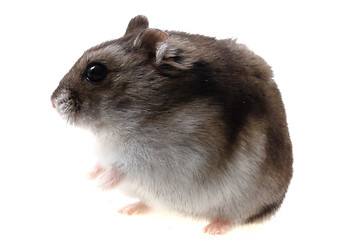 Image showing dzungarian hamster isolated