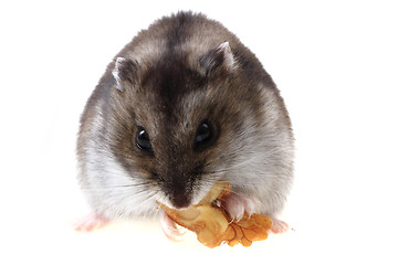 Image showing dzungarian hamster isolated