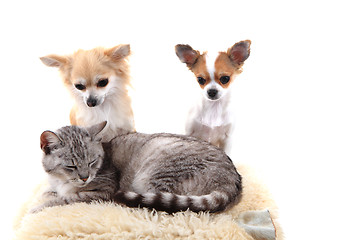 Image showing cat and chihuahuas are resting