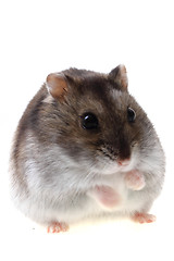 Image showing dzungarian hamster isolated