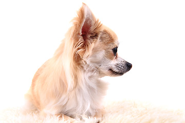 Image showing chihuahua is resting 