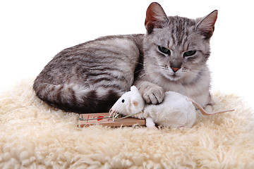 Image showing gray cat and white mouse isolated