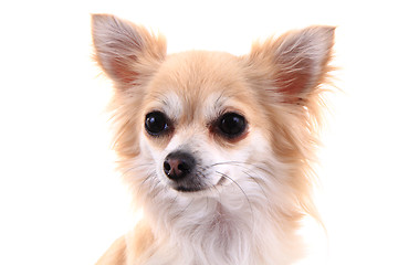 Image showing head of sweet chihuahua