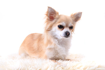 Image showing chihuahua is resting 