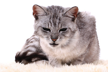 Image showing gray cat isolated