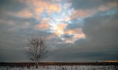 Image showing Lone Tree In Snowy Field