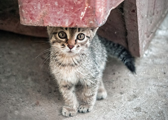 Image showing Homeless Kitten In The Street