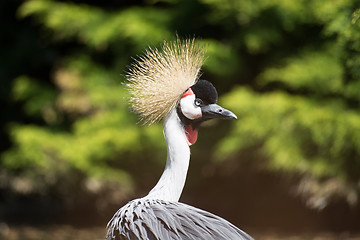 Image showing Black Crowned Crane (Balearica pavonina)