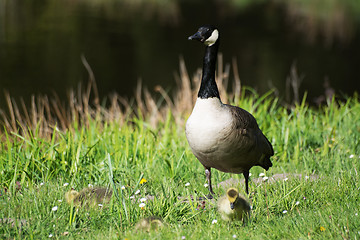 Image showing Grey Goose Biddy