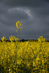 Image showing Rape Flowers in Germany