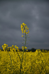 Image showing Rape Flowers in Germany