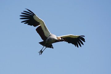 Image showing Black Crowned Crane (Balearica pavonina)