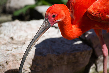 Image showing Scarlet Ibis (Eudocimus ruber)