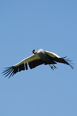 Image showing Black Crowned Crane (Balearica pavonina)