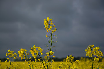 Image showing Rape Flowers in Germany