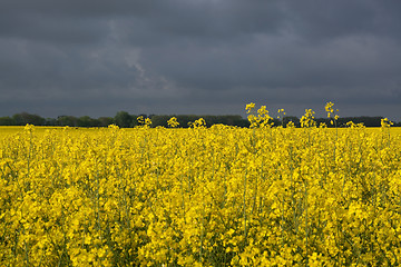 Image showing Rape Flowers in Germany