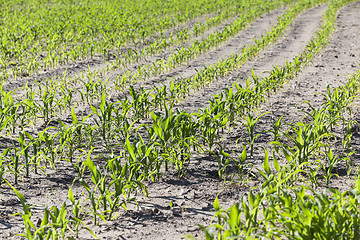 Image showing young sprout of corn