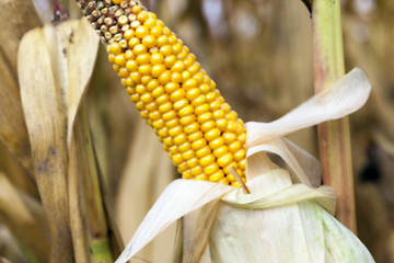 Image showing mature corn crop