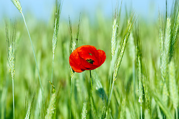 Image showing blooming red poppies