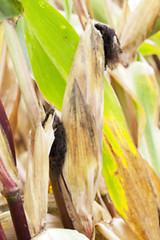 Image showing mature corn crop