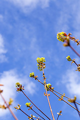 Image showing trees in the spring