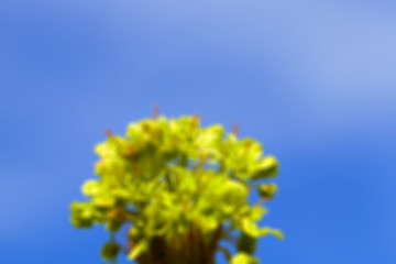 Image showing flowering maple, close up