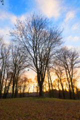 Image showing trees in the park at sunset